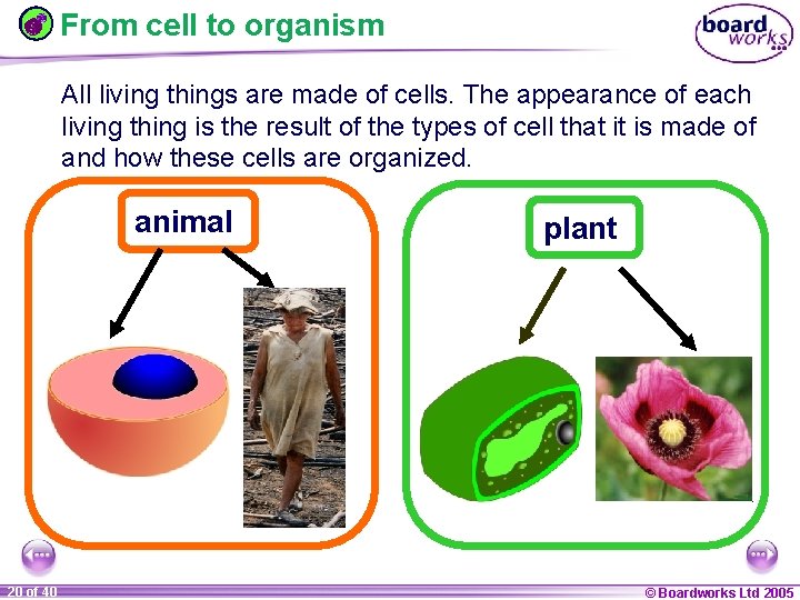 From cell to organism All living things are made of cells. The appearance of