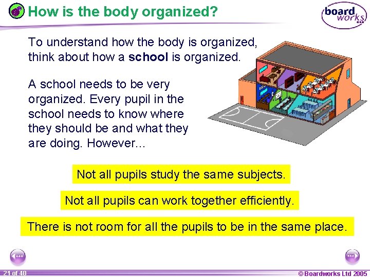 How is the body organized? To understand how the body is organized, think about