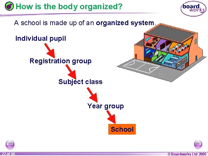 How is the body organized? A school is made up of an organized system.