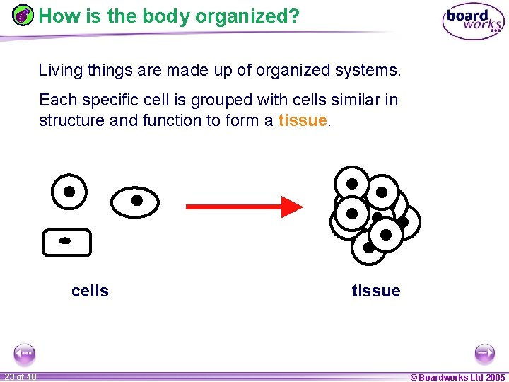 How is the body organized? Living things are made up of organized systems. Each