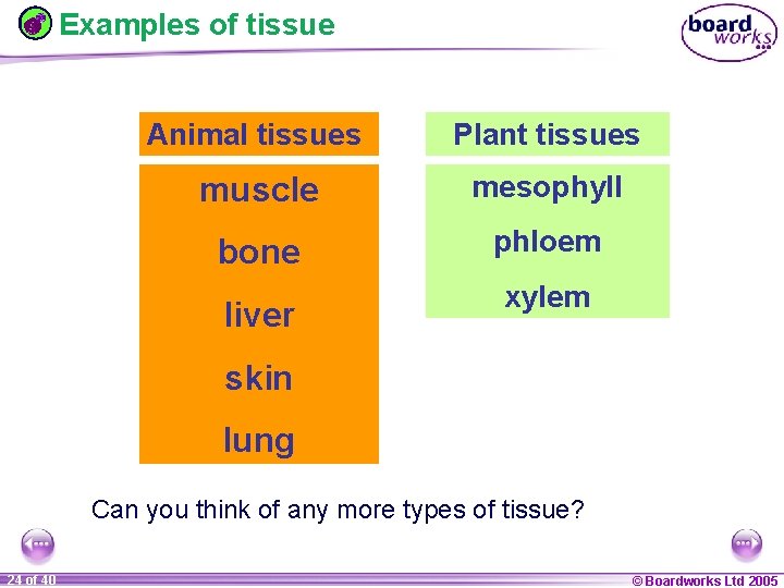 Examples of tissue Animal tissues Plant tissues muscle mesophyll bone phloem liver xylem skin