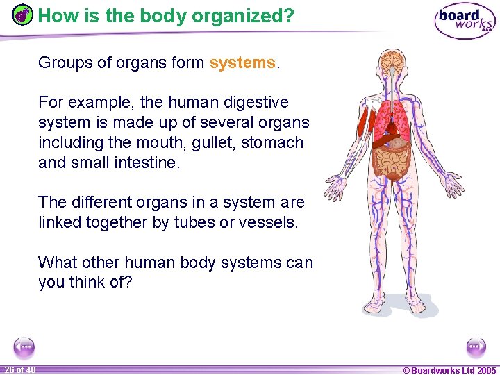 How is the body organized? Groups of organs form systems. For example, the human