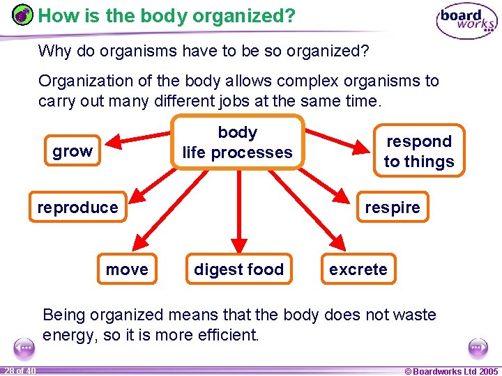 How is the body organized? Why do organisms have to be so organized? Organization