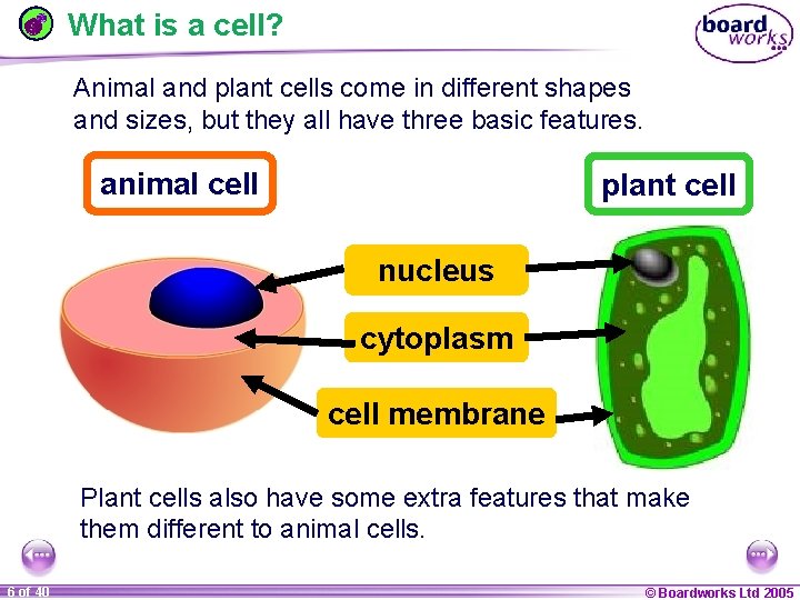 What is a cell? Animal and plant cells come in different shapes and sizes,