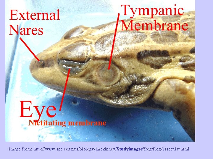 Nictitating membrane image from: http: //www. spc. cc. tx. us/biology/jmckinney/Studyimages/frogdissectlist. html 