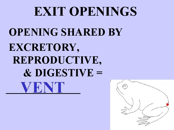 EXIT OPENINGS OPENING SHARED BY EXCRETORY, REPRODUCTIVE, & DIGESTIVE = _______ VENT 