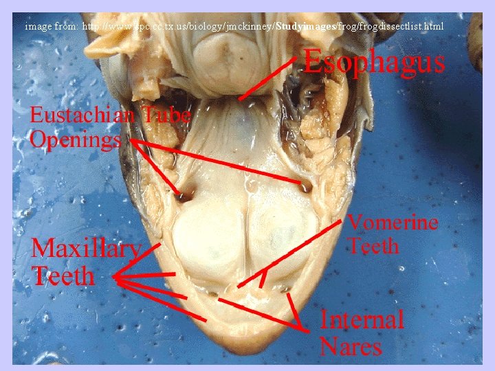 image from: http: //www. spc. cc. tx. us/biology/jmckinney/Studyimages/frogdissectlist. html 