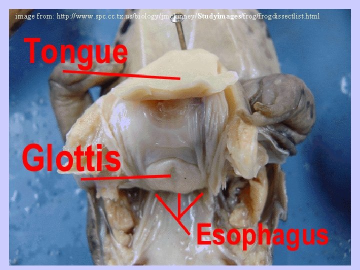 image from: http: //www. spc. cc. tx. us/biology/jmckinney/Studyimages/frogdissectlist. html 