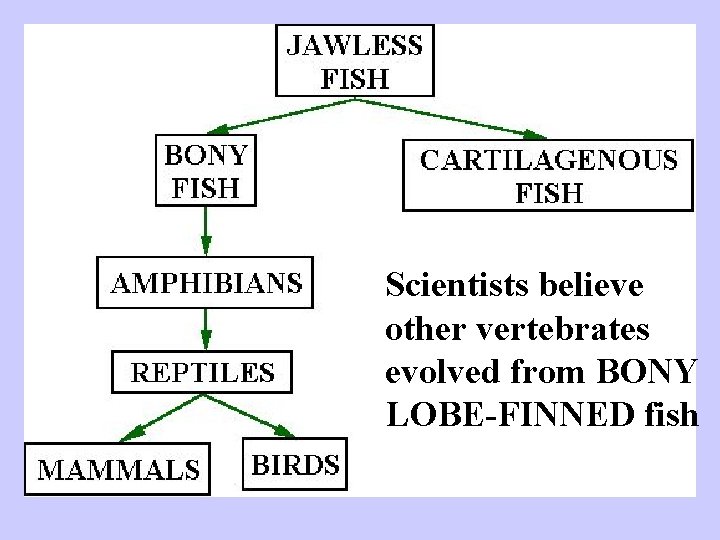 Scientists believe other vertebrates evolved from BONY LOBE-FINNED fish 