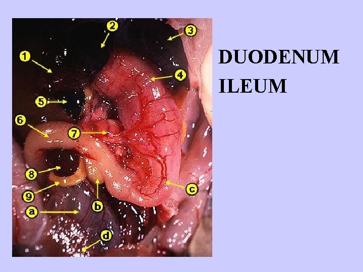 DUODENUM ILEUM 