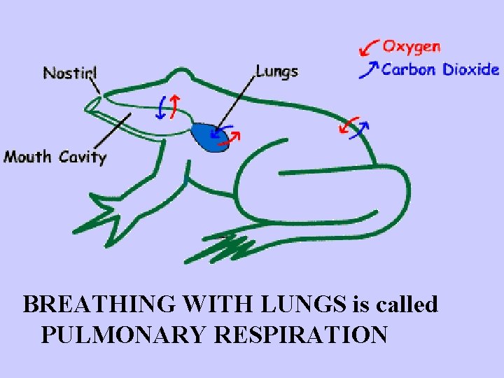 BREATHING WITH LUNGS is called PULMONARY RESPIRATION 