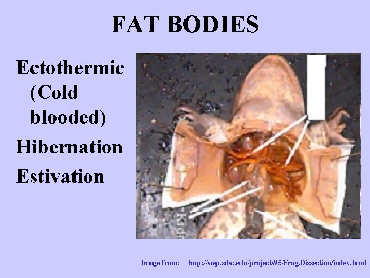 FAT BODIES Ectothermic (Cold blooded) Hibernation Estivation Image from: http: //step. sdsc. edu/projects 95/Frog.