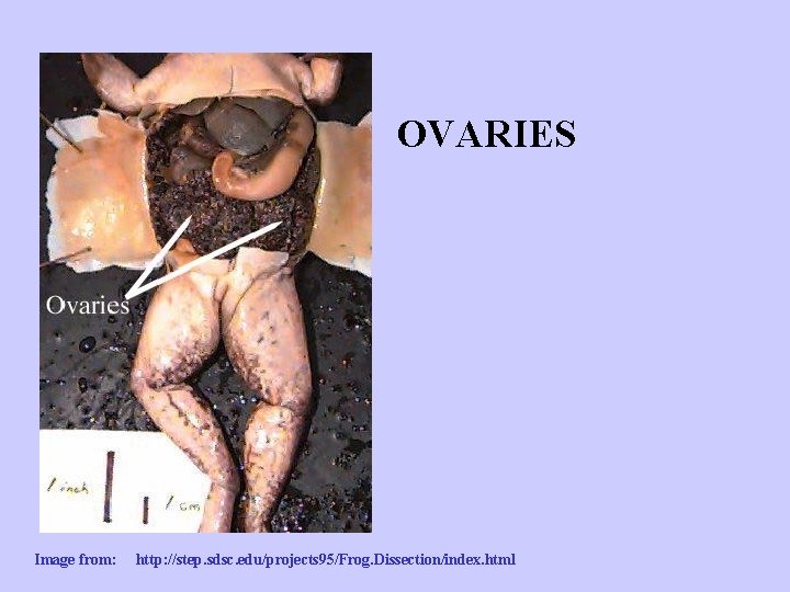 OVARIES Image from: http: //step. sdsc. edu/projects 95/Frog. Dissection/index. html 