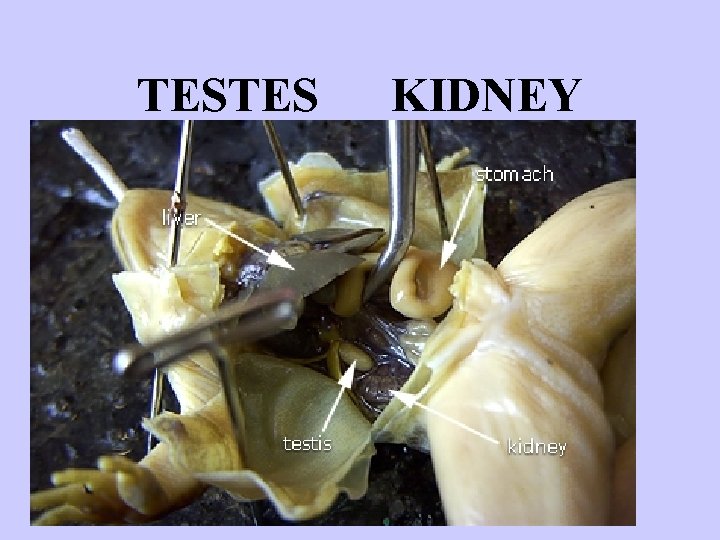 TESTES KIDNEY 