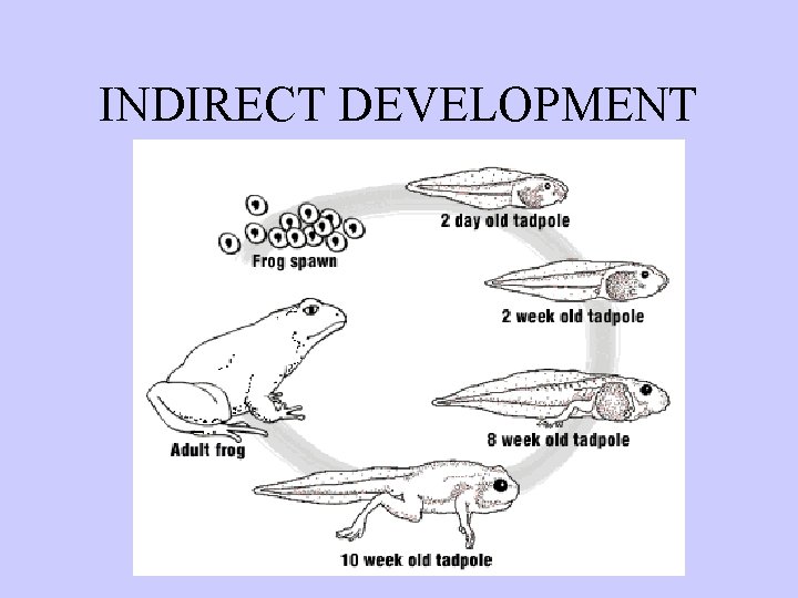 INDIRECT DEVELOPMENT 