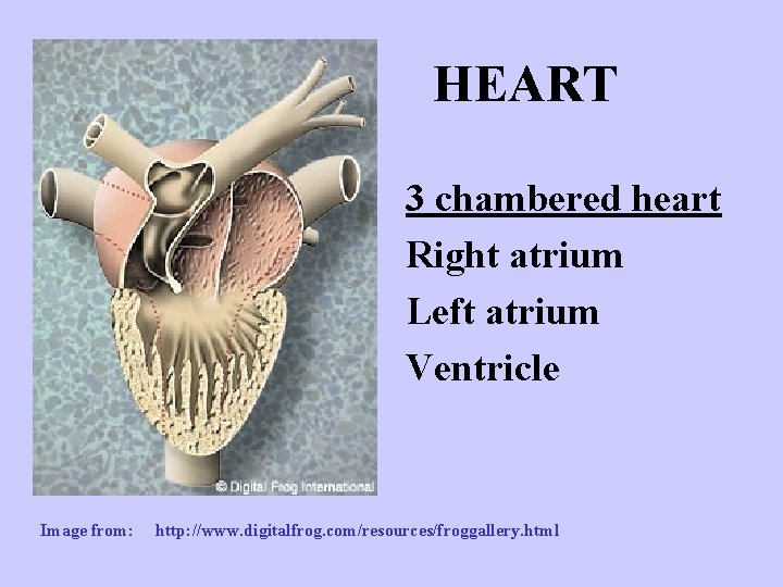 HEART 3 chambered heart Right atrium Left atrium Ventricle Image from: http: //www. digitalfrog.