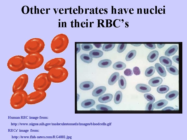Other vertebrates have nuclei in their RBC’s Human RBC image from: http: //www. nigms.