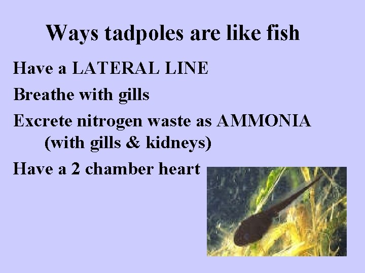 Ways tadpoles are like fish Have a LATERAL LINE Breathe with gills Excrete nitrogen