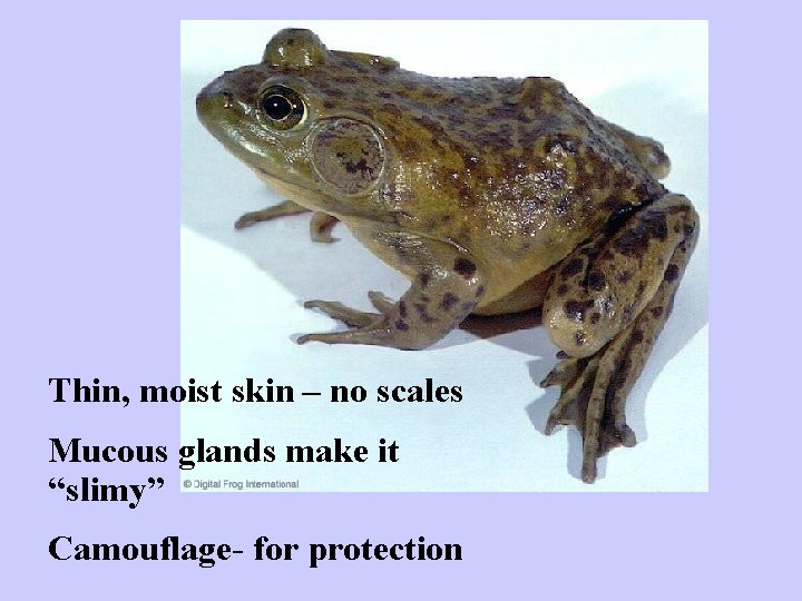 Thin, moist skin – no scales Mucous glands make it “slimy” Camouflage- for protection