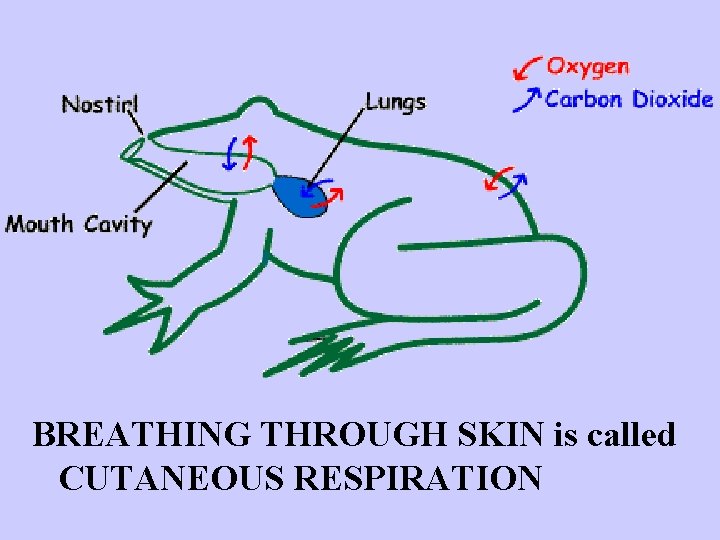 BREATHING THROUGH SKIN is called CUTANEOUS RESPIRATION 