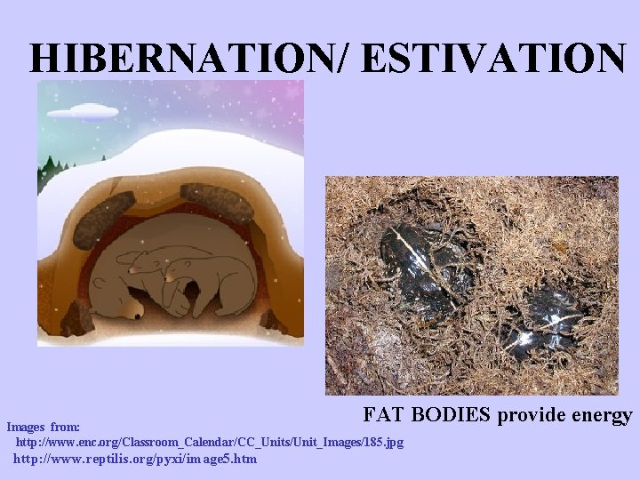 HIBERNATION/ ESTIVATION FAT BODIES provide energy Images from: http: //www. enc. org/Classroom_Calendar/CC_Units/Unit_Images/185. jpg http: