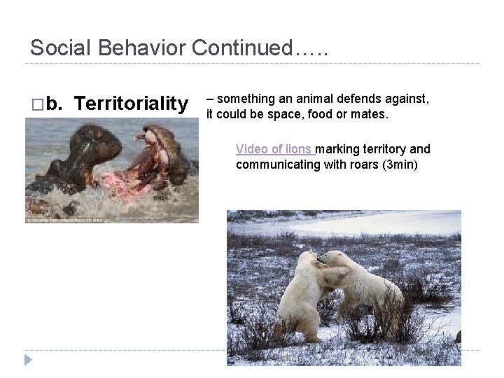 Social Behavior Continued…. . �b. Territoriality – something an animal defends against, it could