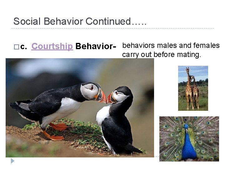 Social Behavior Continued…. . � c. Courtship Behavior- behaviors males and females carry out