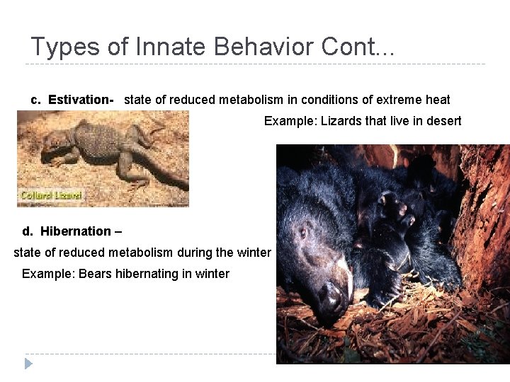 Types of Innate Behavior Cont. . . c. Estivation- state of reduced metabolism in