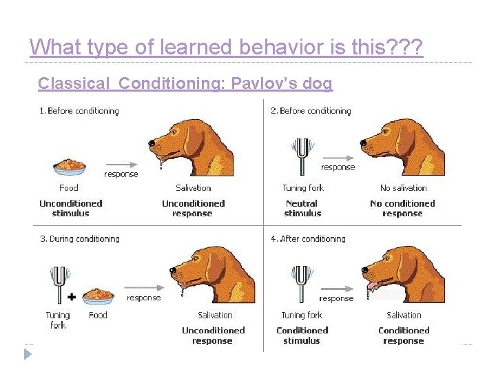 What type of learned behavior is this? ? ? Classical Conditioning: Pavlov’s dog 