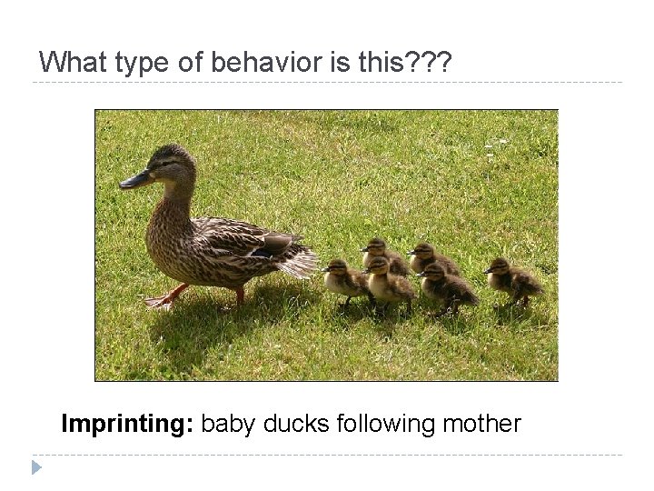 What type of behavior is this? ? ? Imprinting: baby ducks following mother 