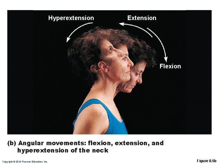 Hyperextension Extension Flexion (b) Angular movements: flexion, extension, and hyperextension of the neck Copyright
