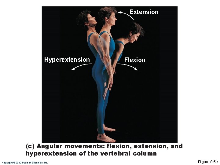 Extension Hyperextension Flexion (c) Angular movements: flexion, extension, and hyperextension of the vertebral column