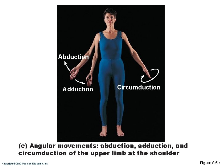 Abduction Adduction Circumduction (e) Angular movements: abduction, adduction, and circumduction of the upper limb