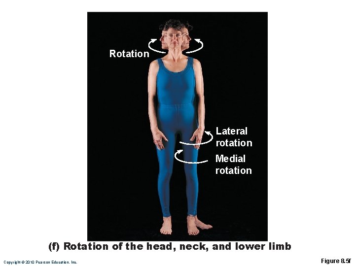 Rotation Lateral rotation Medial rotation (f) Rotation of the head, neck, and lower limb