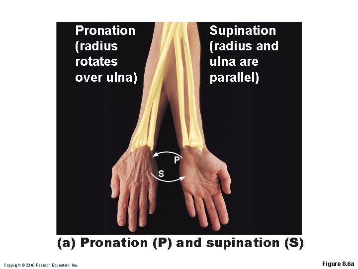 Pronation (radius rotates over ulna) Supination (radius and ulna are parallel) (a) Pronation (P)