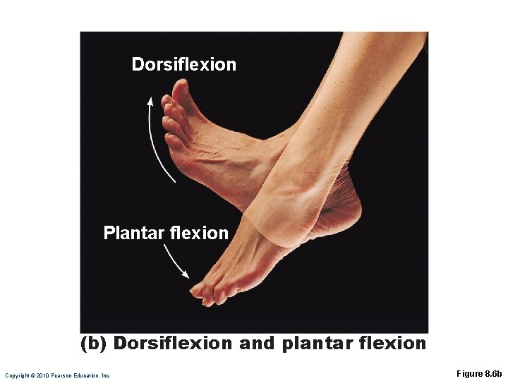 Dorsiflexion Plantar flexion (b) Dorsiflexion and plantar flexion Copyright © 2010 Pearson Education, Inc.
