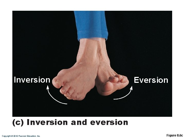 Inversion Eversion (c) Inversion and eversion Copyright © 2010 Pearson Education, Inc. Figure 8.