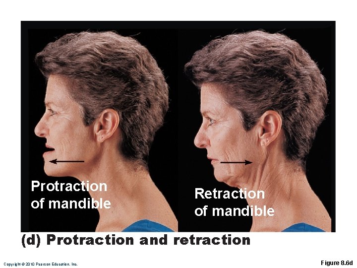 Protraction of mandible Retraction of mandible (d) Protraction and retraction Copyright © 2010 Pearson