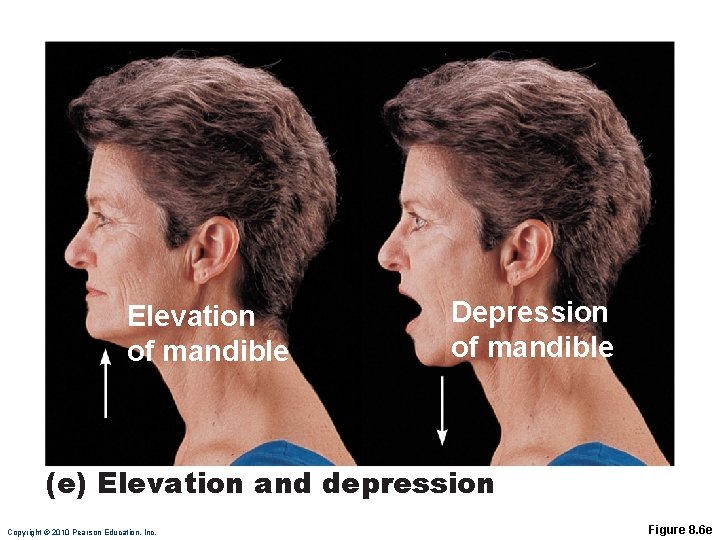 Elevation of mandible Depression of mandible (e) Elevation and depression Copyright © 2010 Pearson