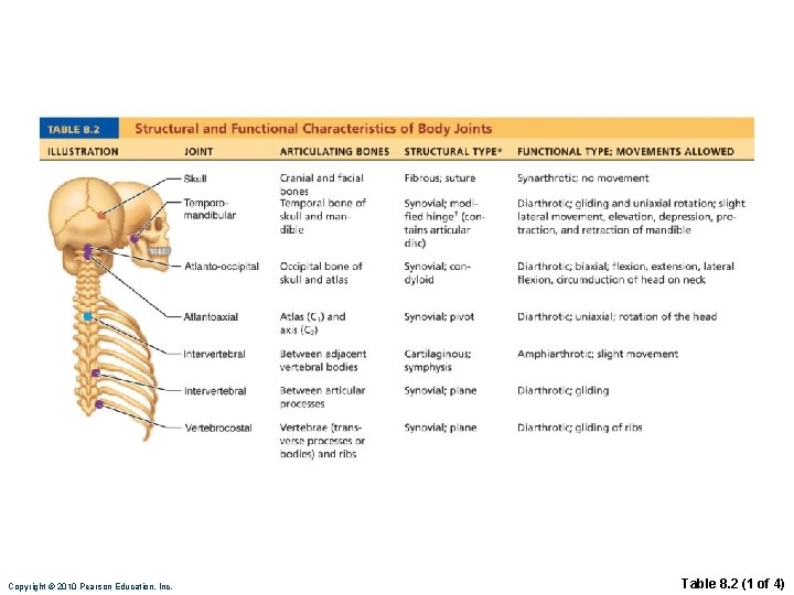 Copyright © 2010 Pearson Education, Inc. Table 8. 2 (1 of 4) 