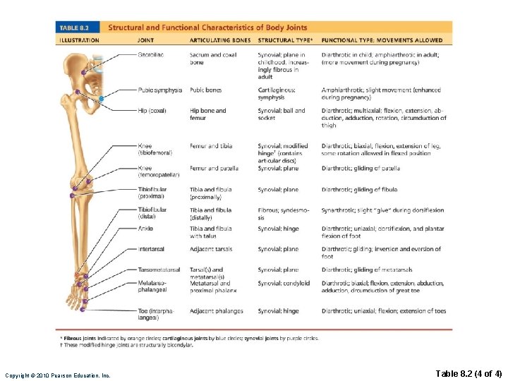 Copyright © 2010 Pearson Education, Inc. Table 8. 2 (4 of 4) 