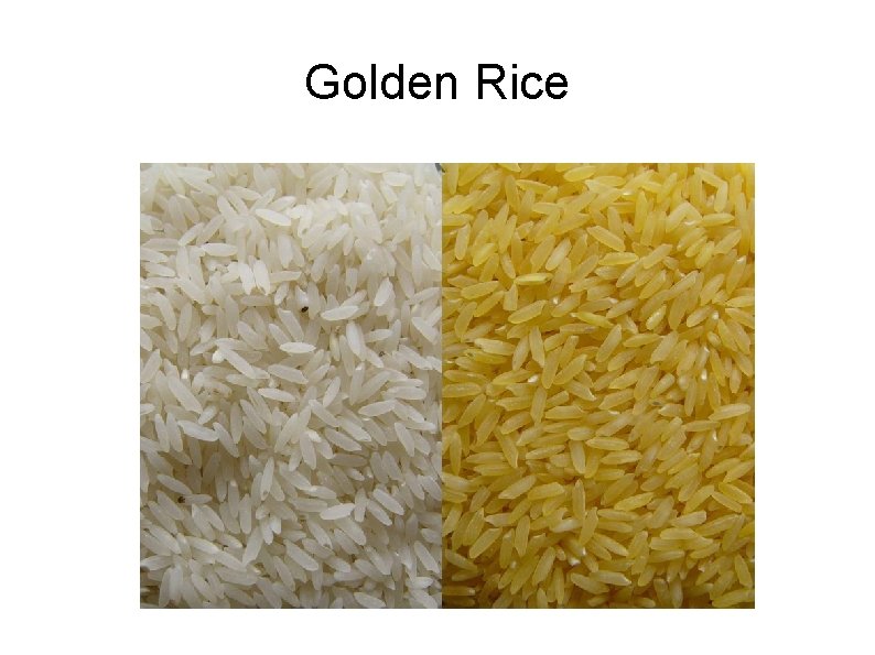 Golden Rice 