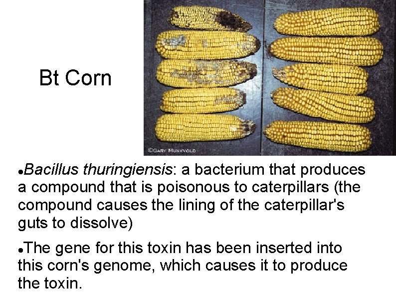 Bt Corn Bacillus thuringiensis: a bacterium that produces a compound that is poisonous to