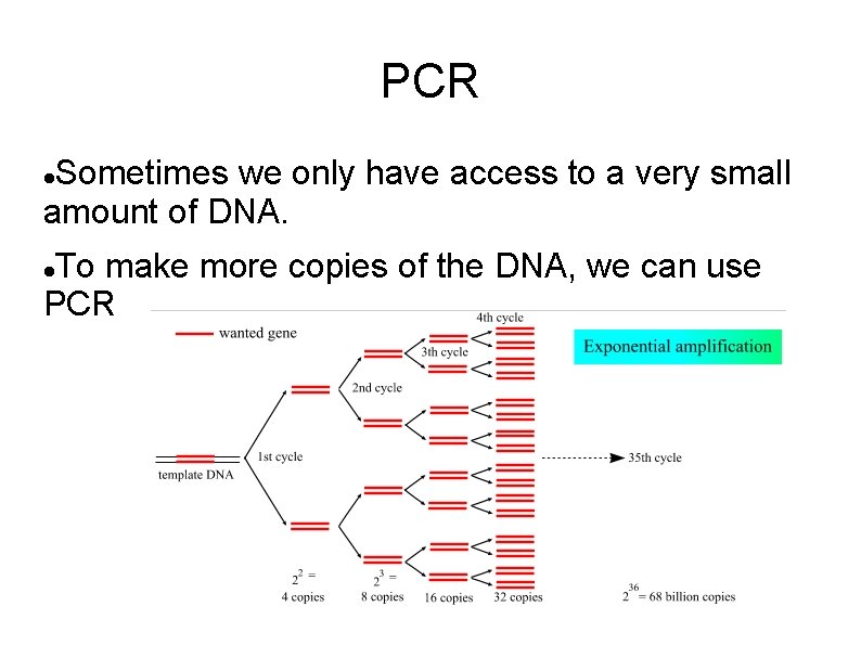 PCR Sometimes we only have access to a very small amount of DNA. To