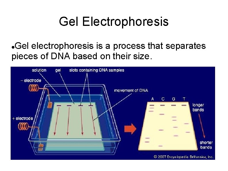 Gel Electrophoresis Gel electrophoresis is a process that separates pieces of DNA based on