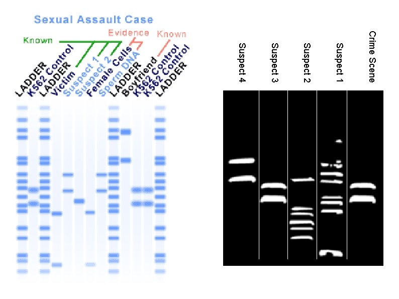 Crime Scene Suspect 1 Suspect 2 Suspect 3 Suspect 4 