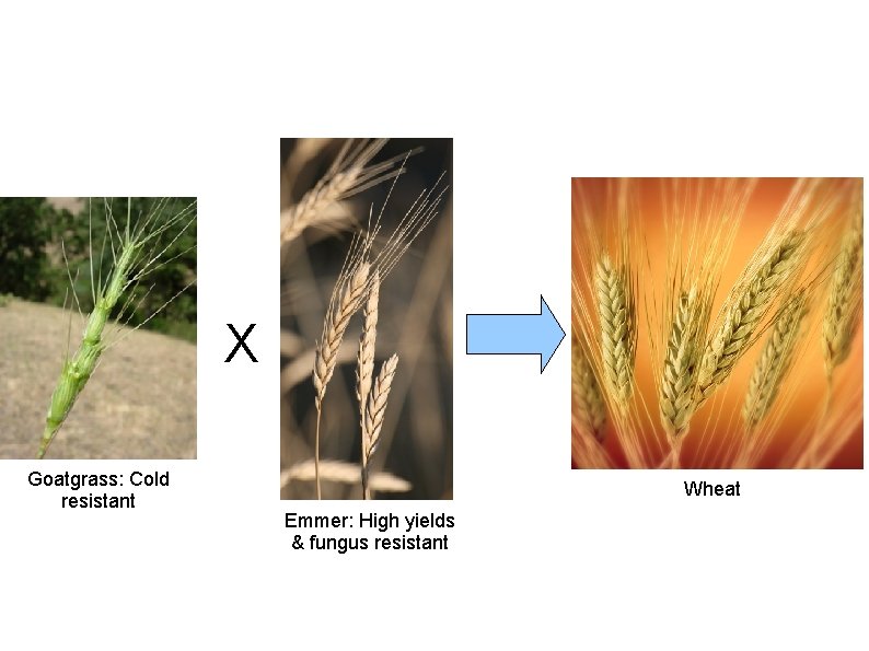 X Goatgrass: Cold resistant Wheat Emmer: High yields & fungus resistant 