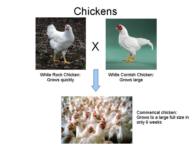 Chickens X White Rock Chicken: Grows quickly White Cornish Chicken: Grows large Commerical chicken: