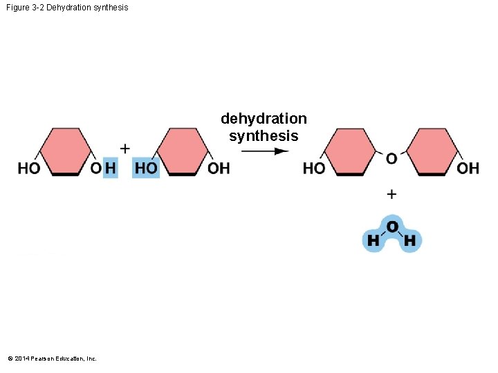 Figure 3 -2 Dehydration synthesis dehydration synthesis © 2014 Pearson Education, Inc. 