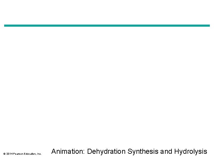 © 2014 Pearson Education, Inc. Animation: Dehydration Synthesis and Hydrolysis 